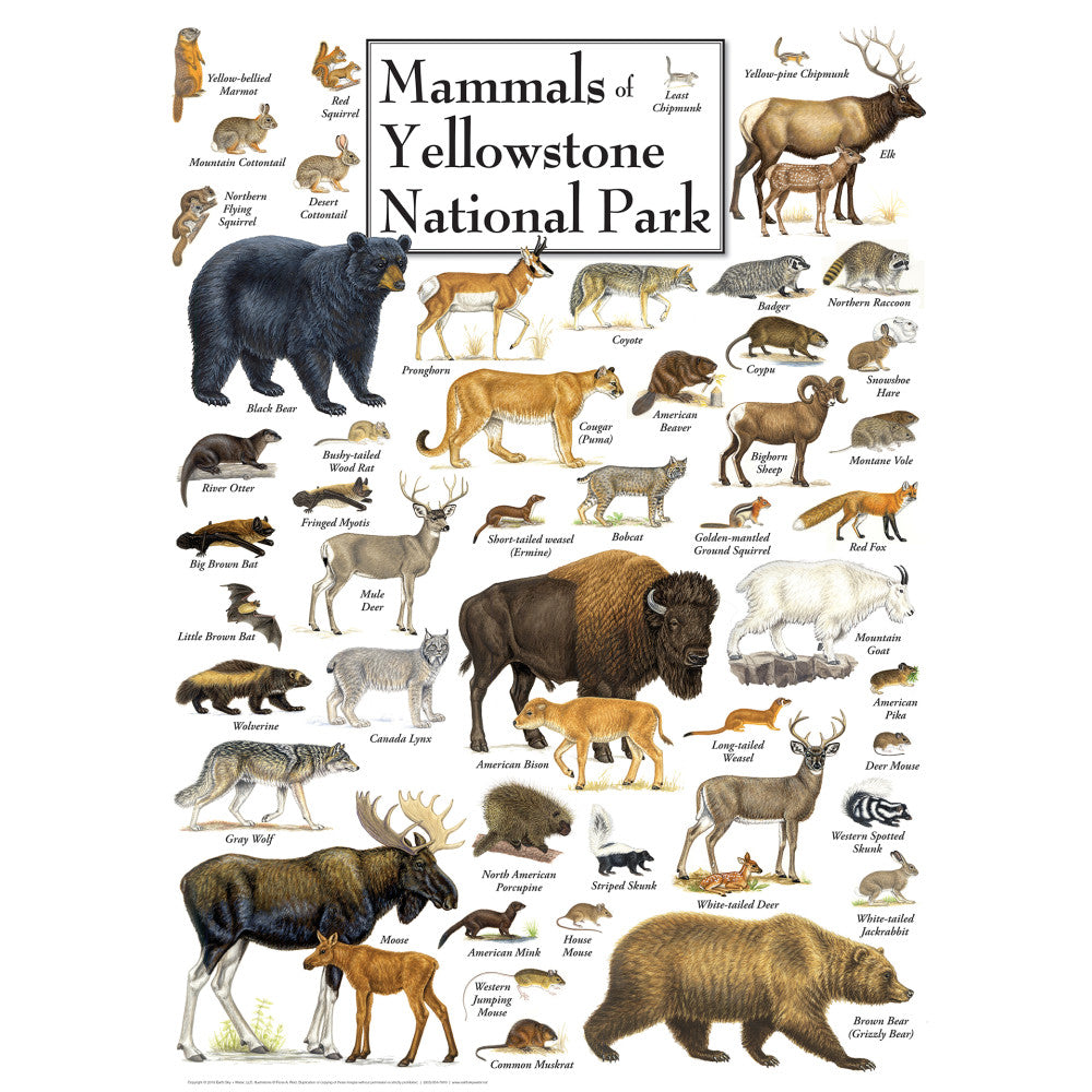ODP Mammals Of Yellowstone National Park - 500 Piece Puzzle