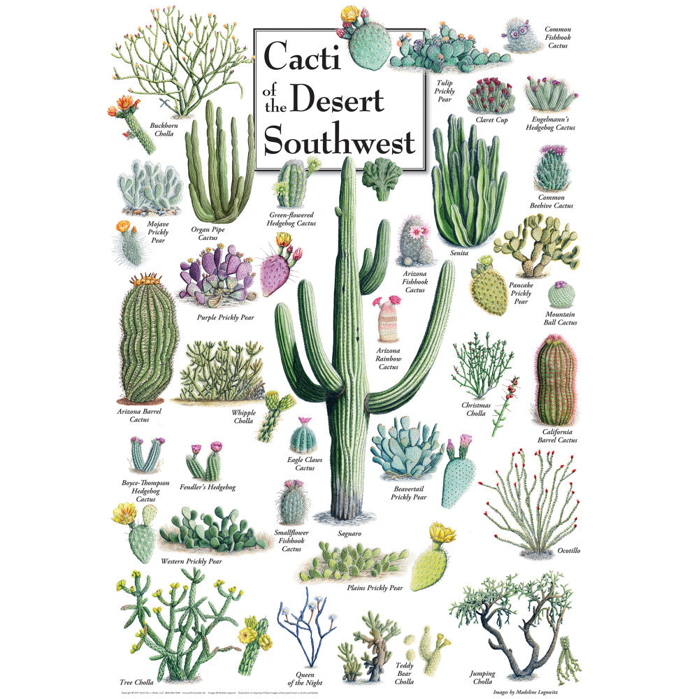 ODP Cacti Of The Desert - 500 Piece Puzzle